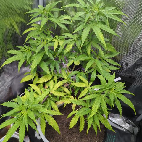 Special Kush #1 growlog timeline photo