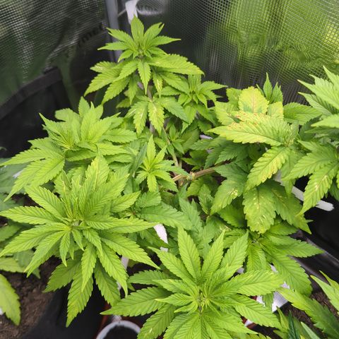 Royal Cheese growlog timeline photo