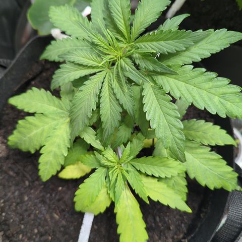 Blue Cheese Automatic growlog timeline photo