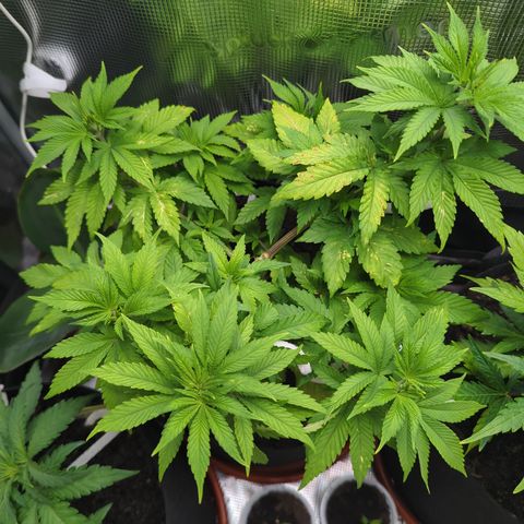 Royal Cheese growlog timeline photo