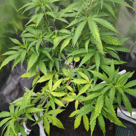 Special Kush #1 growlog timeline photo