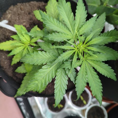 Blue Cheese Automatic growlog timeline photo