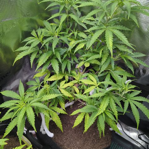 Special Kush #1 growlog timeline photo