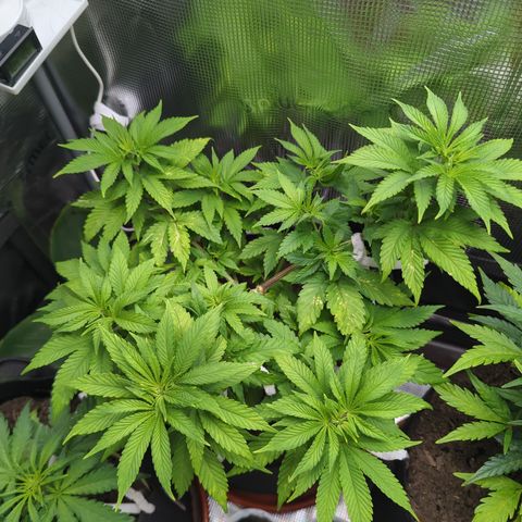 Royal Cheese growlog timeline photo