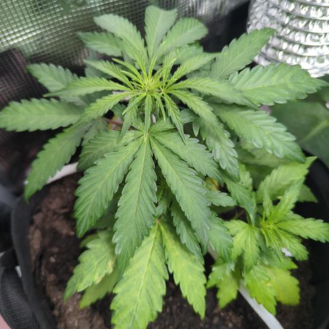 Blue Cheese Automatic growlog timeline photo