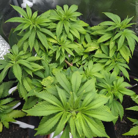 Royal Cheese growlog timeline photo