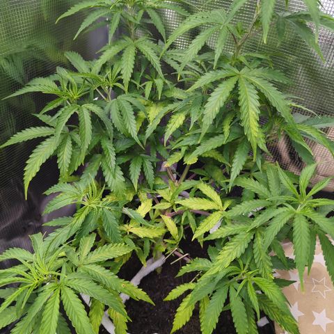Special Kush #1 growlog timeline photo
