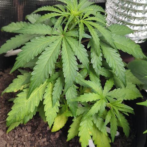 Blue Cheese Automatic growlog timeline photo