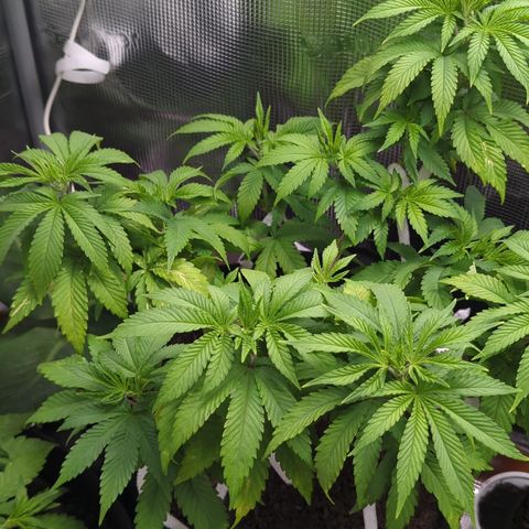 Royal Cheese growlog timeline photo