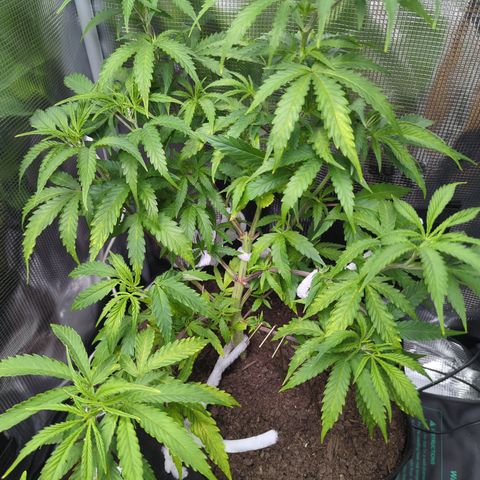 Special Kush #1 growlog timeline photo