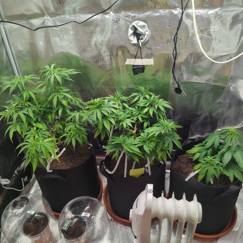 Blue Cheese Automatic growlog timeline photo