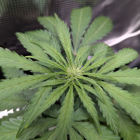Blue Cheese Automatic growlog timeline photo