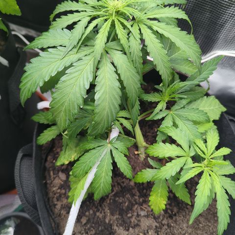 Blue Cheese Automatic growlog timeline photo