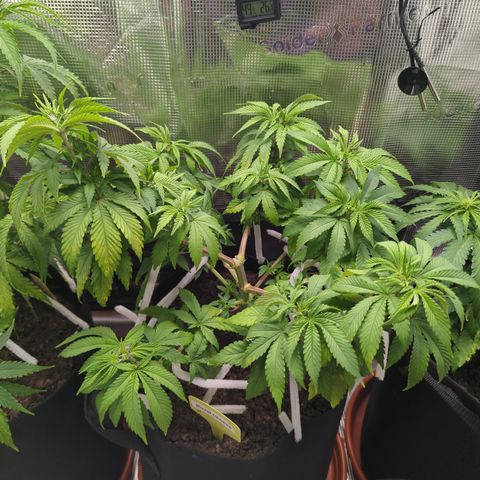 Royal Cheese growlog timeline photo