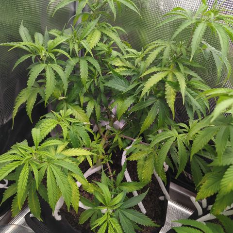 Special Kush #1 growlog timeline photo