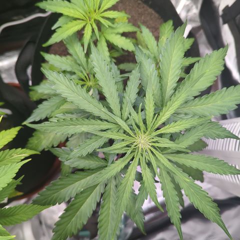 Blue Cheese Automatic growlog timeline photo