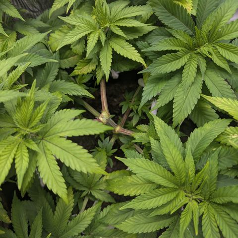 Royal Cheese growlog timeline photo