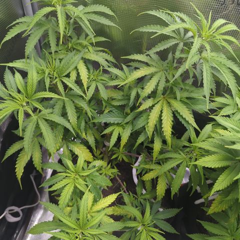 Special Kush #1 growlog timeline photo