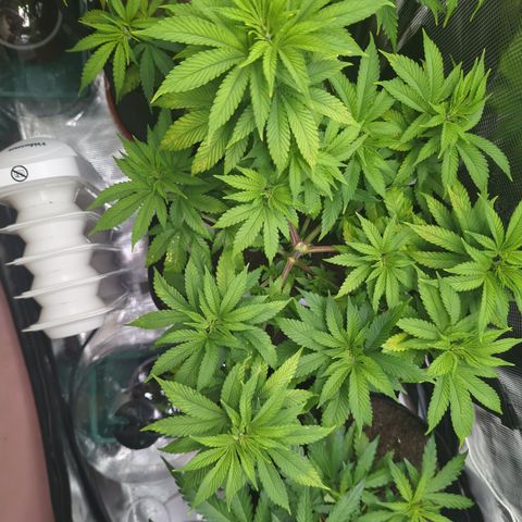 Royal Cheese growlog timeline photo