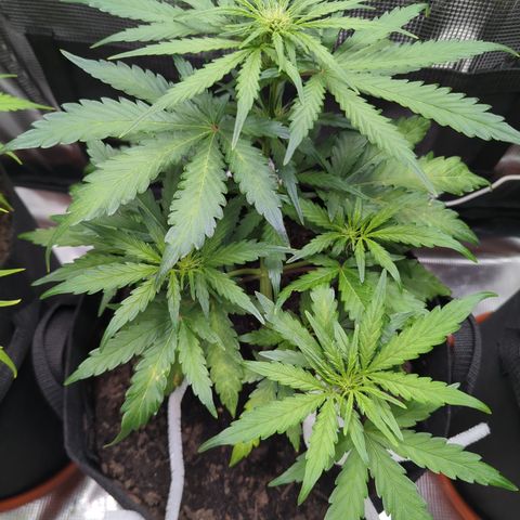 Blue Cheese Automatic growlog timeline photo