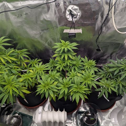 Royal Cheese growlog timeline photo