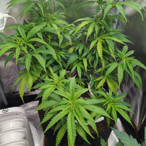 Special Kush #1 growlog timeline photo