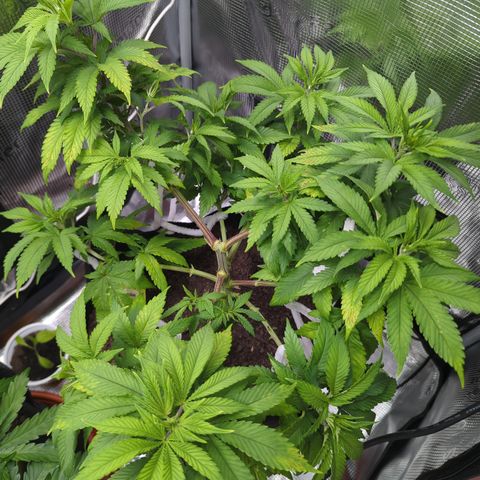 Royal Cheese growlog timeline photo