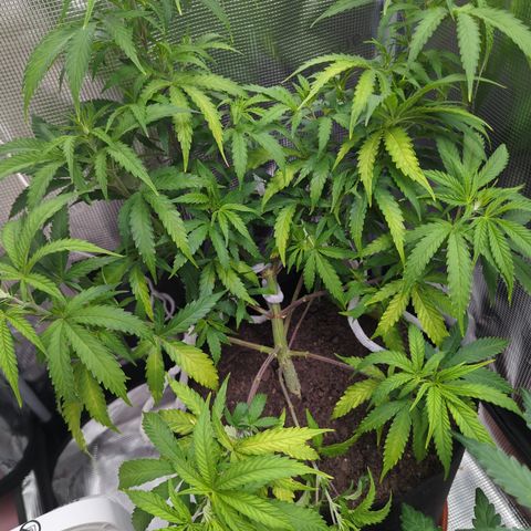 Special Kush #1 growlog timeline photo