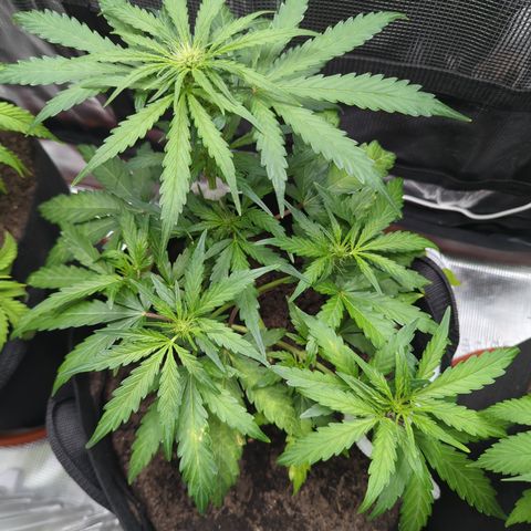 Blue Cheese Automatic growlog timeline photo
