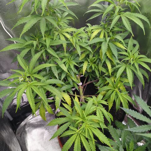 Special Kush #1 growlog timeline photo