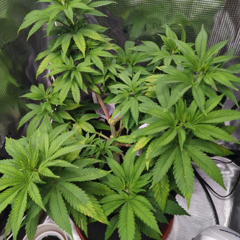 Royal Cheese growlog timeline photo