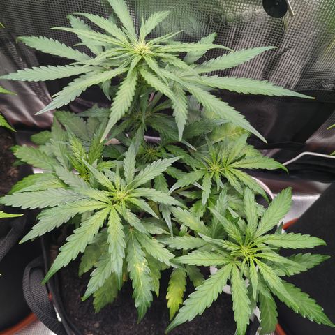 Blue Cheese Automatic growlog timeline photo