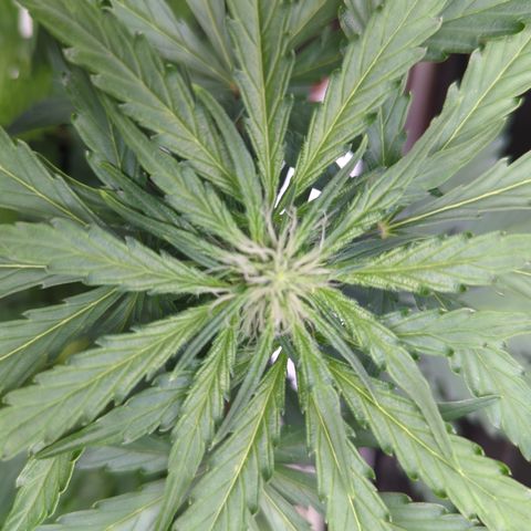 Blue Cheese Automatic growlog timeline photo
