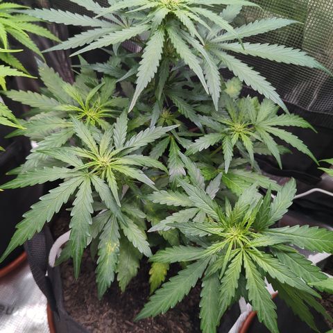Blue Cheese Automatic growlog timeline photo