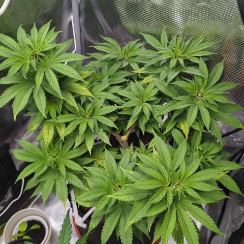 Royal Cheese growlog timeline photo