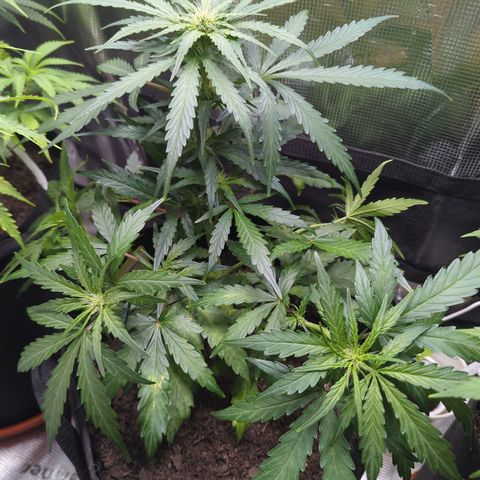 Blue Cheese Automatic growlog timeline photo