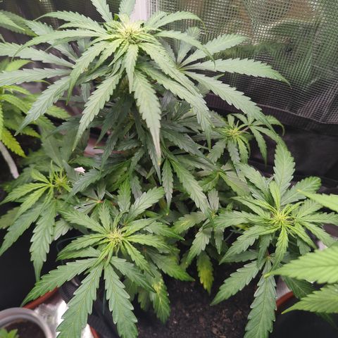 Blue Cheese Automatic growlog timeline photo