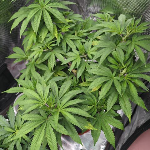 Royal Cheese growlog timeline photo