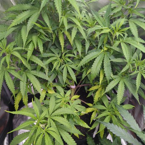 Special Kush #1 growlog timeline photo