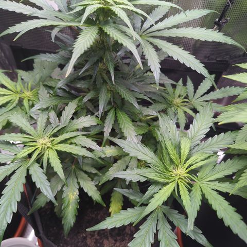 Blue Cheese Automatic growlog timeline photo