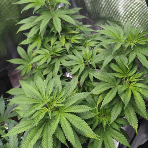 Royal Cheese growlog timeline photo