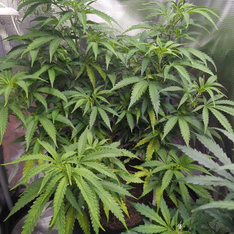 Special Kush #1 growlog timeline photo