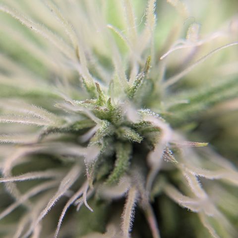 Royal Cheese growlog timeline photo