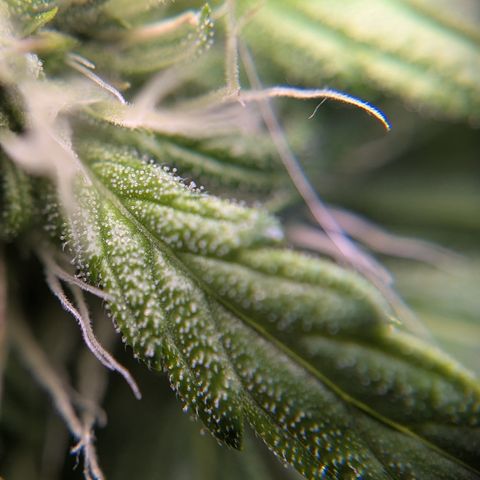 Royal Cheese growlog timeline photo