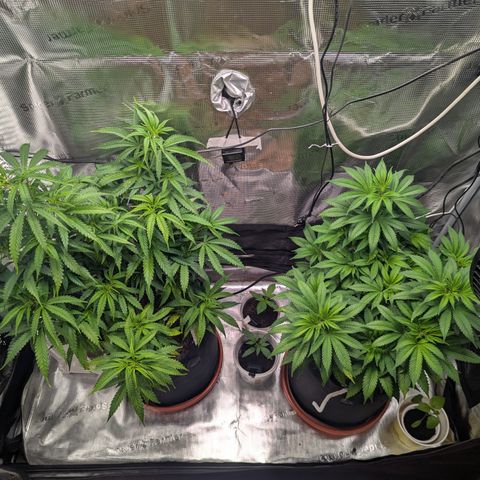 Special Kush #1 growlog timeline photo