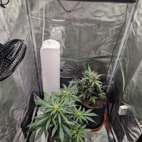 Blue Cheese Automatic growlog timeline photo