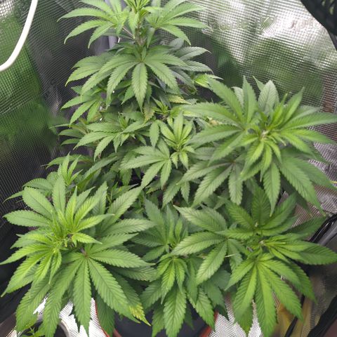 Royal Cheese growlog timeline photo