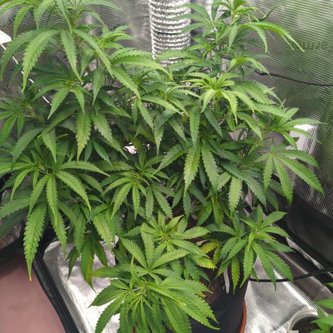 Special Kush #1 growlog timeline photo