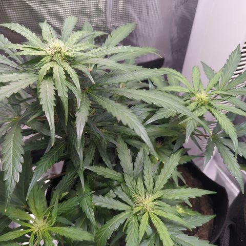 Blue Cheese Automatic growlog timeline photo