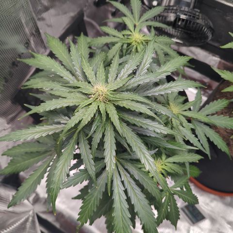 Blue Cheese Automatic growlog timeline photo